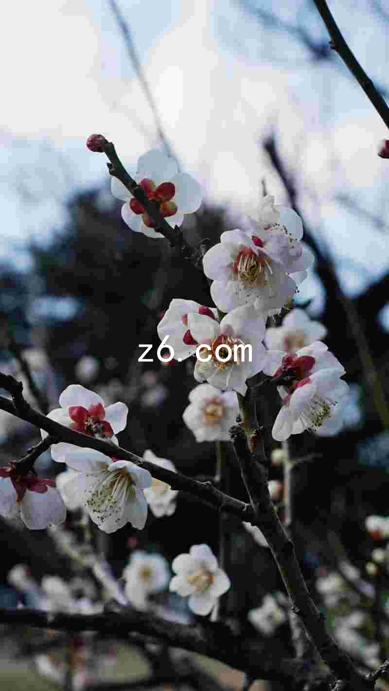 z6.com